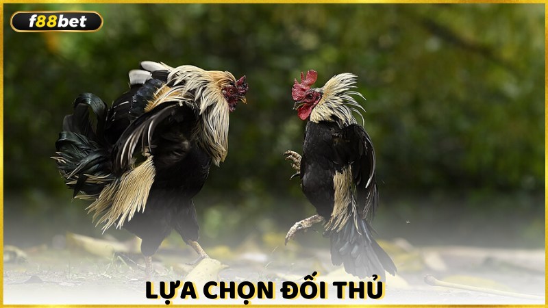 Lua Chon Doi Thu