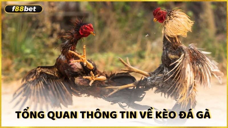 Tong Quan Thong Tin Ve Keo Da Ga (1)